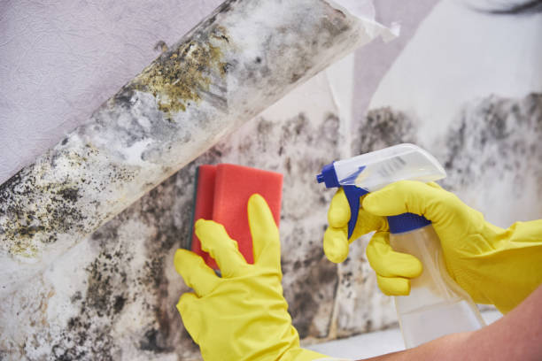 Croton On Hudson, NY Mold Removal Services Company